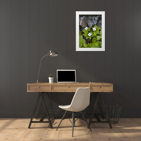 ME, Acadia NP Bunchberry plant and rocks White Modern Wood Framed Art Print by Rotenberg, Nancy