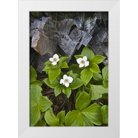 ME, Acadia NP Bunchberry plant and rocks White Modern Wood Framed Art Print by Rotenberg, Nancy