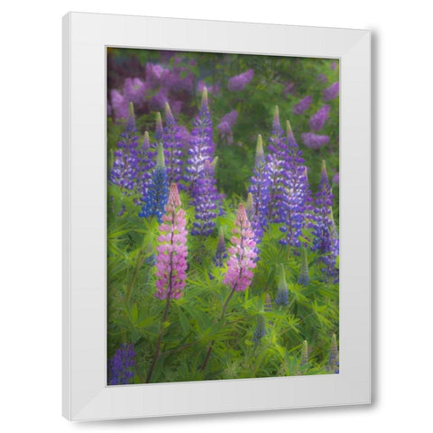 ME, Southwest Harbor Blooming Lupines in garden White Modern Wood Framed Art Print by Rotenberg, Nancy