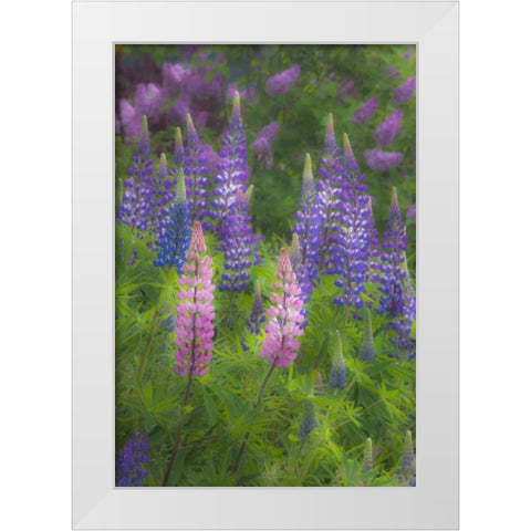 ME, Southwest Harbor Blooming Lupines in garden White Modern Wood Framed Art Print by Rotenberg, Nancy