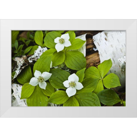 Maine, Acadia NP Bunchberry plant on log White Modern Wood Framed Art Print by Rotenberg, Nancy