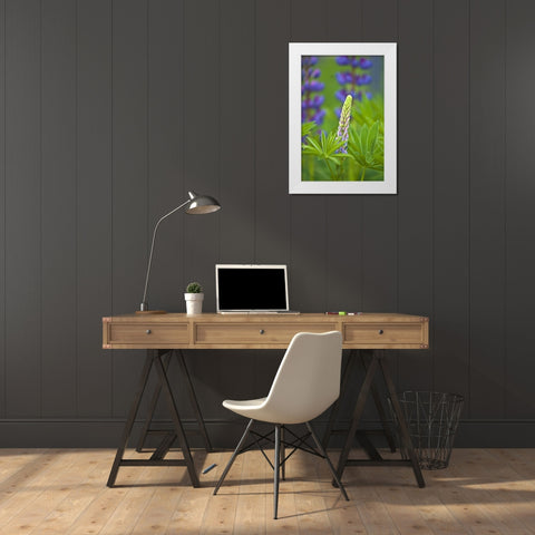 ME, Acadia NP Lupine bud starting to bloom White Modern Wood Framed Art Print by Rotenberg, Nancy