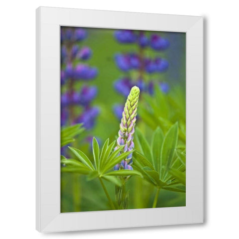 ME, Acadia NP Lupine bud starting to bloom White Modern Wood Framed Art Print by Rotenberg, Nancy