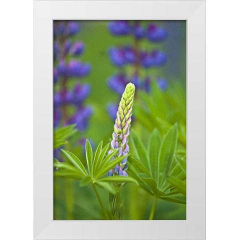 ME, Acadia NP Lupine bud starting to bloom White Modern Wood Framed Art Print by Rotenberg, Nancy