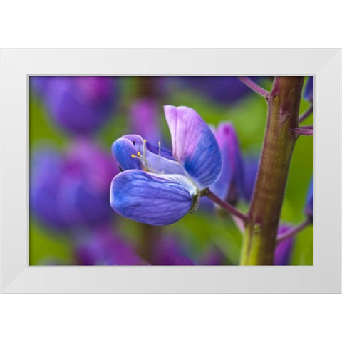 Maine, Acadia NP Blooming lupine flower White Modern Wood Framed Art Print by Rotenberg, Nancy
