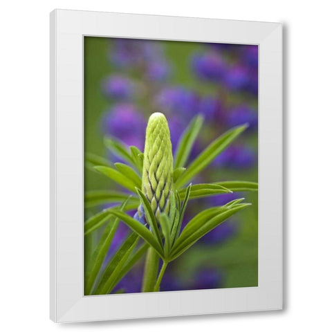 Maine, Acadia NP Close-up of lupine flower bud White Modern Wood Framed Art Print by Rotenberg, Nancy