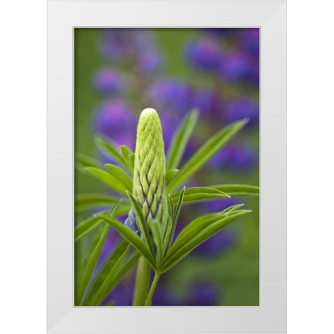 Maine, Acadia NP Close-up of lupine flower bud White Modern Wood Framed Art Print by Rotenberg, Nancy