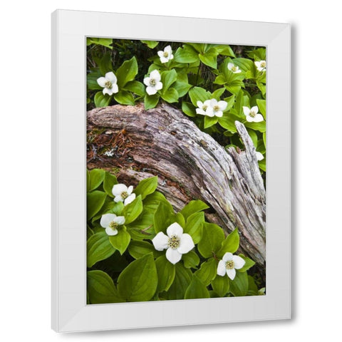 ME, Acadia NP Dwarf cornel plant on rotting log White Modern Wood Framed Art Print by Rotenberg, Nancy