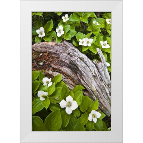 ME, Acadia NP Dwarf cornel plant on rotting log White Modern Wood Framed Art Print by Rotenberg, Nancy