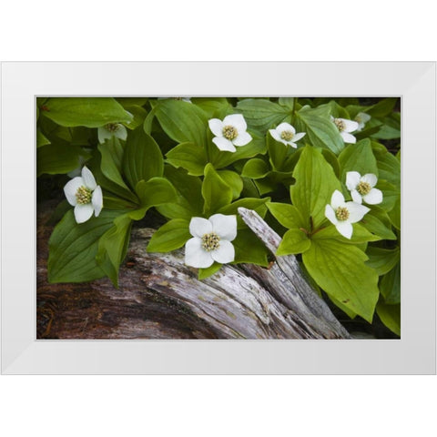 ME, Acadia NP Dwarf cornel plant on rotting log White Modern Wood Framed Art Print by Rotenberg, Nancy