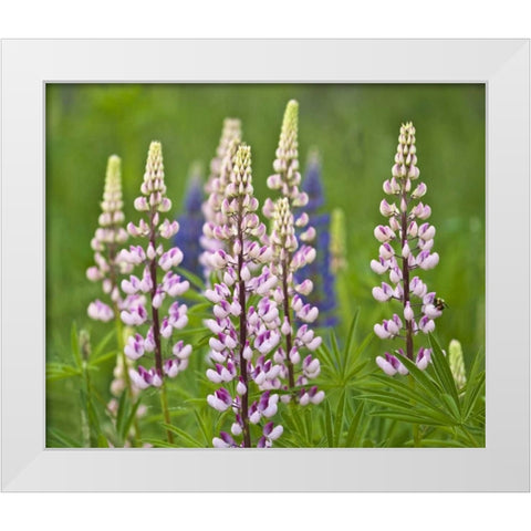 Maine, Acadia NP Lupine flowers and bee White Modern Wood Framed Art Print by Rotenberg, Nancy