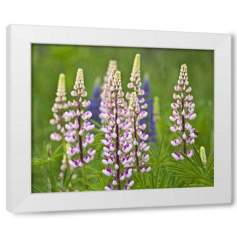 Maine, Acadia NP Lupine flowers and bee White Modern Wood Framed Art Print by Rotenberg, Nancy
