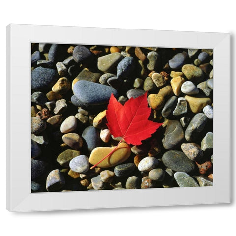 USA, Maine, A Maple leaf on a Rock Background White Modern Wood Framed Art Print by Talbot Frank, Christopher