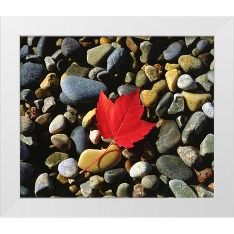 USA, Maine, A Maple leaf on a Rock Background White Modern Wood Framed Art Print by Talbot Frank, Christopher