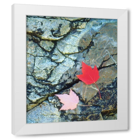 USA, Maine, A Maple leaf on a Rock Background White Modern Wood Framed Art Print by Talbot Frank, Christopher