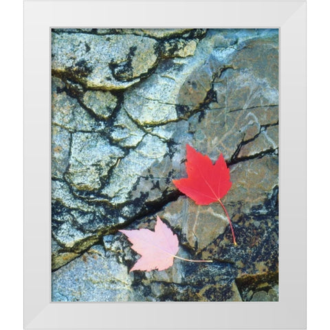 USA, Maine, A Maple leaf on a Rock Background White Modern Wood Framed Art Print by Talbot Frank, Christopher