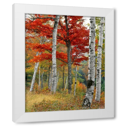 ME, Wyman Lake Forest in autumn White Modern Wood Framed Art Print by Terrill, Steve