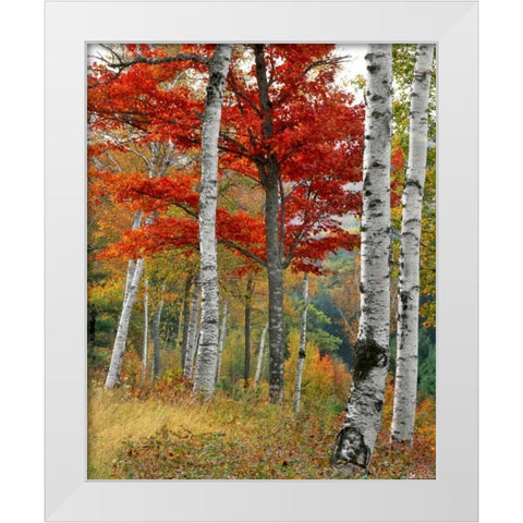 ME, Wyman Lake Forest in autumn White Modern Wood Framed Art Print by Terrill, Steve