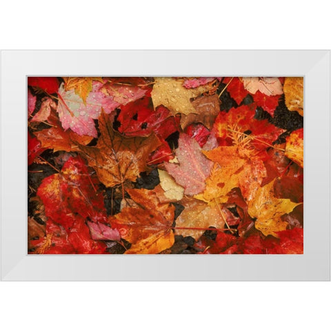 USA, Maine Autumn maple leaves White Modern Wood Framed Art Print by Bush, Marie