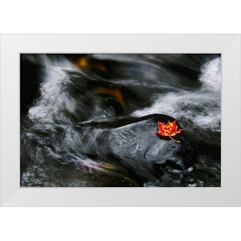 USA, Maine Maple leaf on black rock in stream White Modern Wood Framed Art Print by Bush, Marie