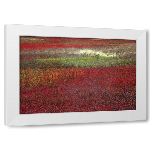 USA, Maine Blueberry fields in autumn White Modern Wood Framed Art Print by Rotenberg, Nancy