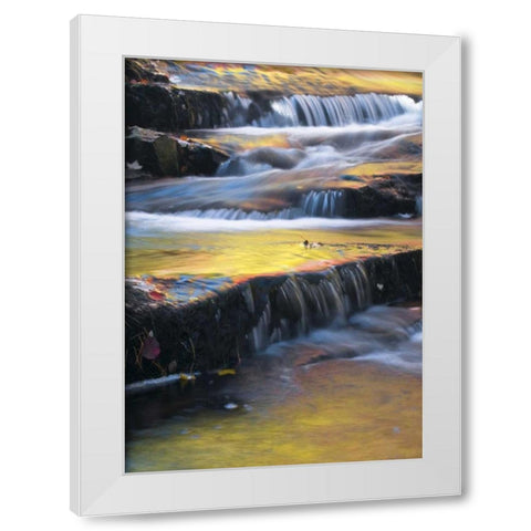Maine, Acadia NP Autumn reflections in stream White Modern Wood Framed Art Print by Rotenberg, Nancy