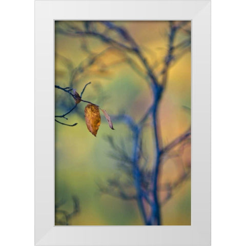 Maine, Acadia NP Autumn leaves and tree abstract White Modern Wood Framed Art Print by Rotenberg, Nancy