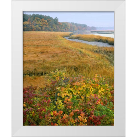 ME, Kennebunkport Tidal marsh on the Mousam White Modern Wood Framed Art Print by Terrill, Steve