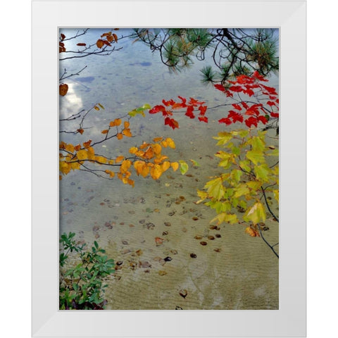 Maine Scenic of lake shore of Upper Togue Pond White Modern Wood Framed Art Print by Terrill, Steve