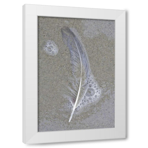 USA, Maine, Pine Point Gull feather on beach White Modern Wood Framed Art Print by Delisle, Gilles