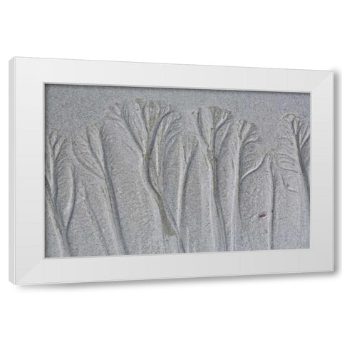 Maine, Pine Point Forest-like sand patterns White Modern Wood Framed Art Print by Delisle, Gilles