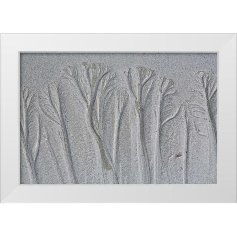Maine, Pine Point Forest-like sand patterns White Modern Wood Framed Art Print by Delisle, Gilles