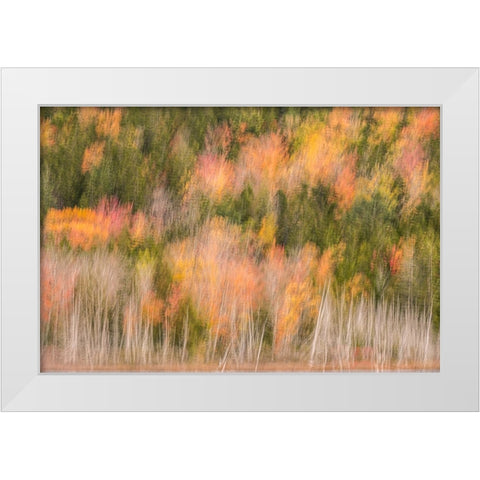 USA-Maine-Acadia National Park Forest abstract White Modern Wood Framed Art Print by Jaynes Gallery
