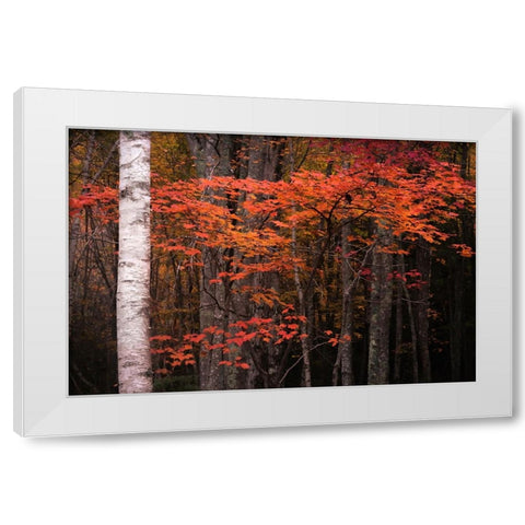 USA-Maine-Acadia National Park White Modern Wood Framed Art Print by Jaynes Gallery