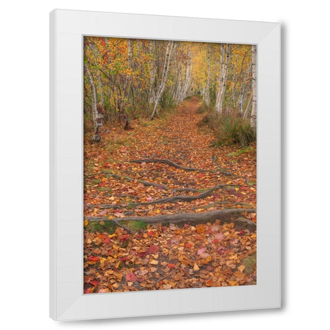 USA-Maine-Acadia National Park Tree roots in forest trail White Modern Wood Framed Art Print by Jaynes Gallery