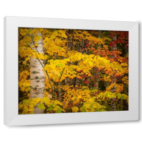 USA-Maine-Acadia National Park Autumn colors in forest White Modern Wood Framed Art Print by Jaynes Gallery