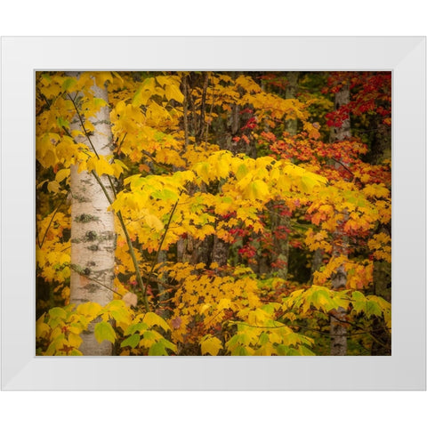 USA-Maine-Acadia National Park Autumn colors in forest White Modern Wood Framed Art Print by Jaynes Gallery