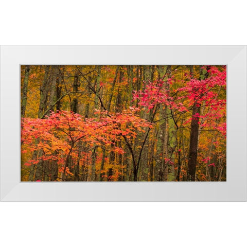 USA-Maine-Acadia National Park White Modern Wood Framed Art Print by Jaynes Gallery