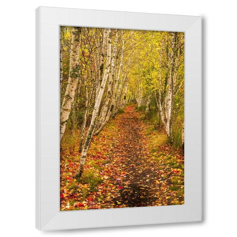 USA-Maine-Acadia National Park Forest trail White Modern Wood Framed Art Print by Jaynes Gallery
