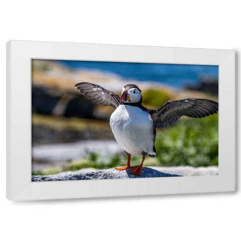 Atlantic Puffins on Machias Seal island-Maine-USA White Modern Wood Framed Art Print by Haney, Chuck