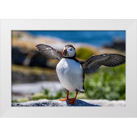 Atlantic Puffins on Machias Seal island-Maine-USA White Modern Wood Framed Art Print by Haney, Chuck