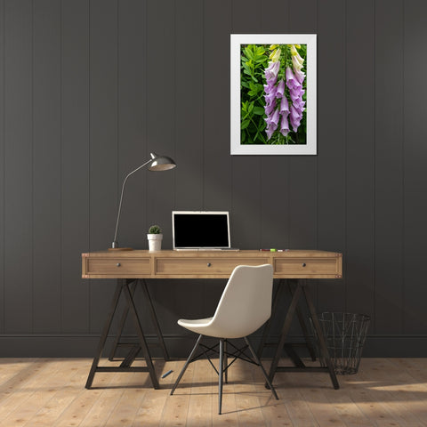 Foxglove in Somesville-Maine-USA White Modern Wood Framed Art Print by Haney, Chuck