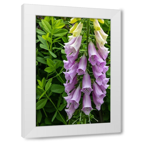 Foxglove in Somesville-Maine-USA White Modern Wood Framed Art Print by Haney, Chuck