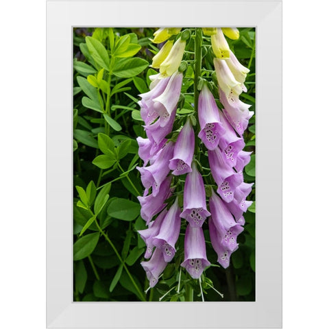 Foxglove in Somesville-Maine-USA White Modern Wood Framed Art Print by Haney, Chuck