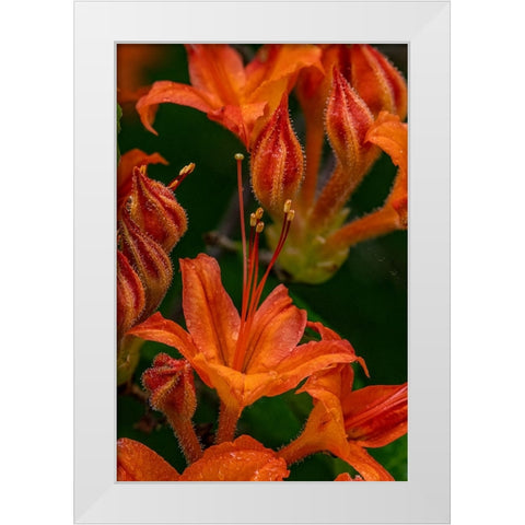 Tangerine Delight Azalea flowers in Northeast Harbor-Maine-USA White Modern Wood Framed Art Print by Haney, Chuck