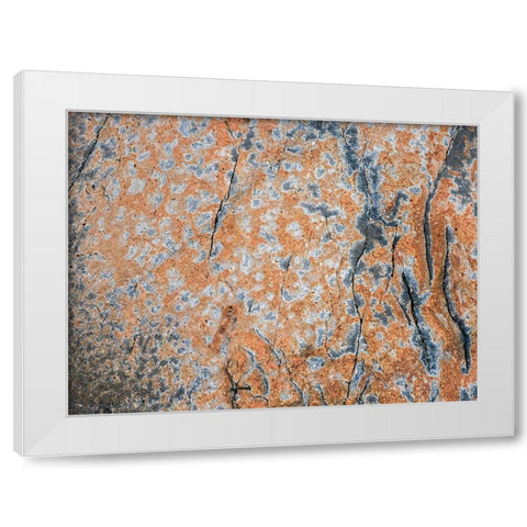 Maine Patterns on rock on the beach near Thunder Hole in Acadia National Park White Modern Wood Framed Art Print by Eggers, Julie