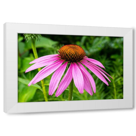 Boothbay Harbor-Maine-USA Coastal Maine Botanical Garden White Modern Wood Framed Art Print by Horton, Janet