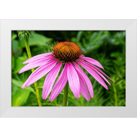 Boothbay Harbor-Maine-USA Coastal Maine Botanical Garden White Modern Wood Framed Art Print by Horton, Janet