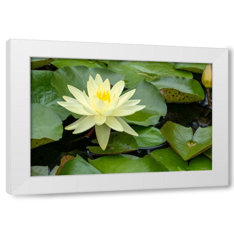Boothbay Harbor-Maine-USA Coastal Maine Botanical Gardens Yellow Water Lily (Nymphea Mexicana) White Modern Wood Framed Art Print by Horton, Janet