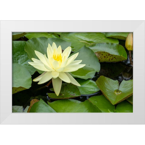 Boothbay Harbor-Maine-USA Coastal Maine Botanical Gardens Yellow Water Lily (Nymphea Mexicana) White Modern Wood Framed Art Print by Horton, Janet